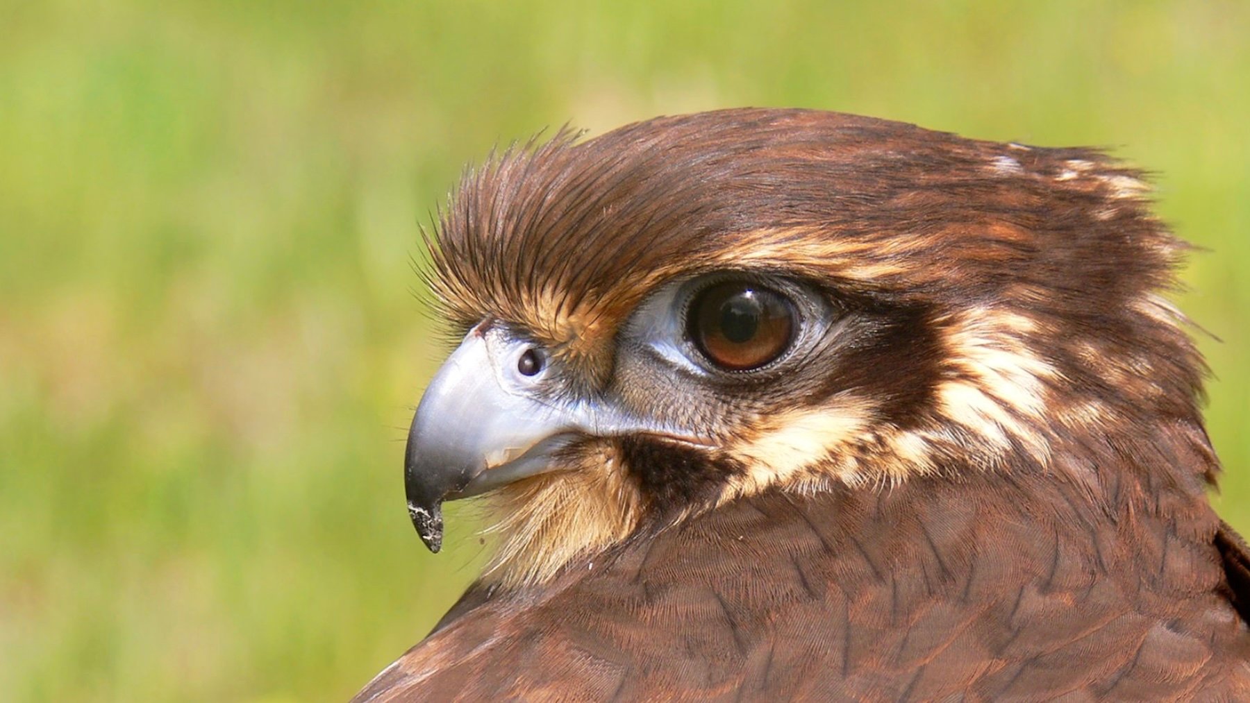 Halcón. Imagen: Benjamint444.