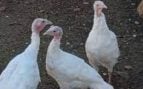 La gripe aviar anuncia que el pavo de Navidad estará por las nubes en Baleares