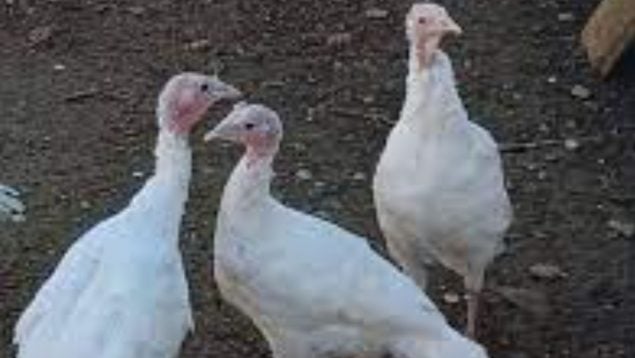 La gripe aviar anuncia que el pavo de Navidad estará por las nubes en Baleares