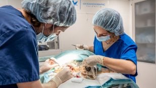 operación tortuga boba