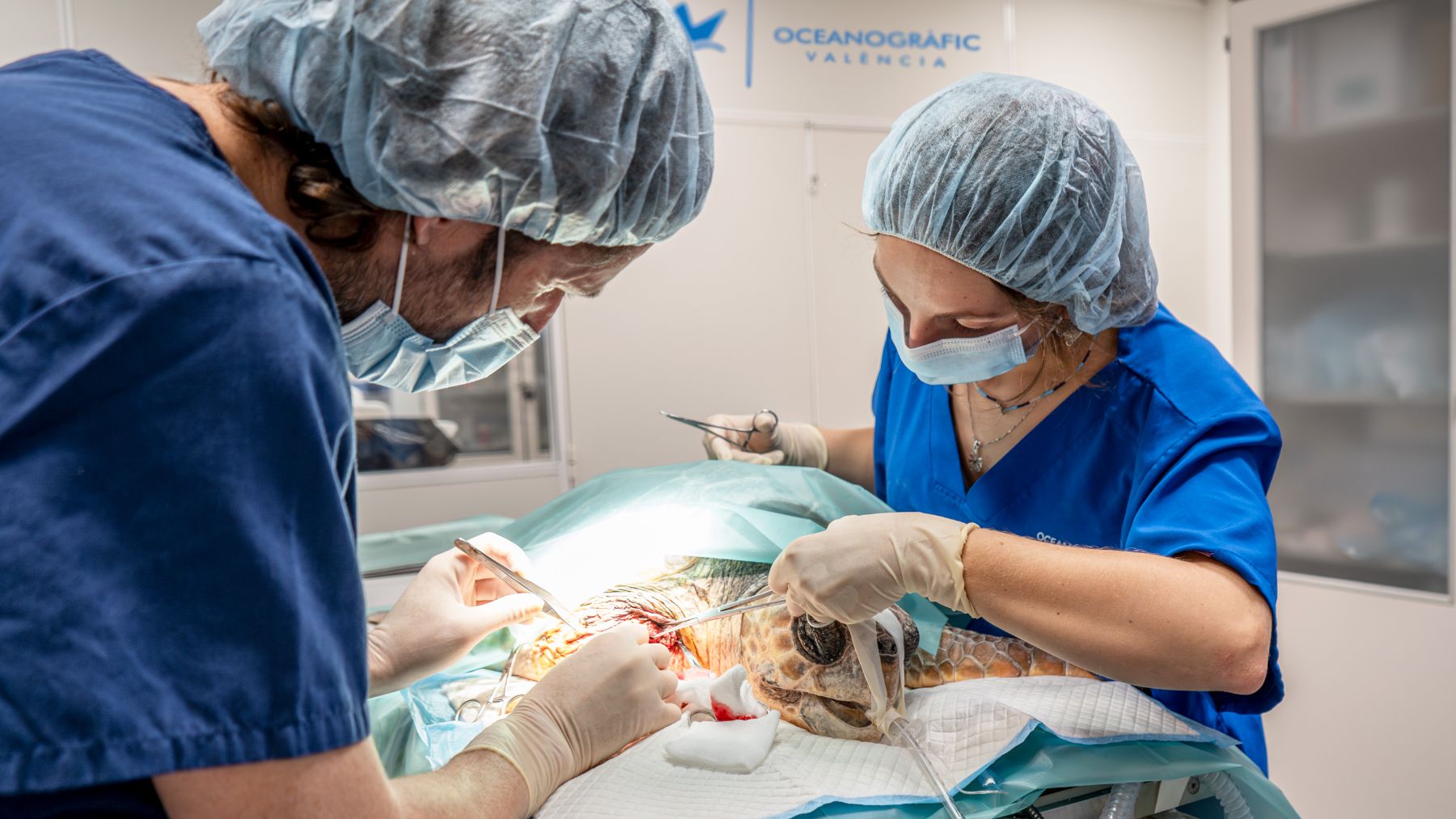 El estado irreversible de la aleta, debido a los daños ocasionados por los plásticos y las cuerdas, obligó al equipo veterinario a amputarla.