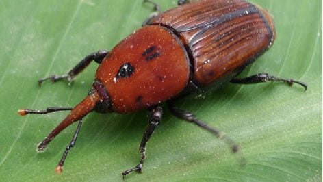 Rhynchophorus ferrugineus. Imagen: gailhampshire.