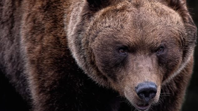 Ataques de oso a las abejas, osos destrozan 20 colmenas de abejas en León, los osos matan abejas en León.