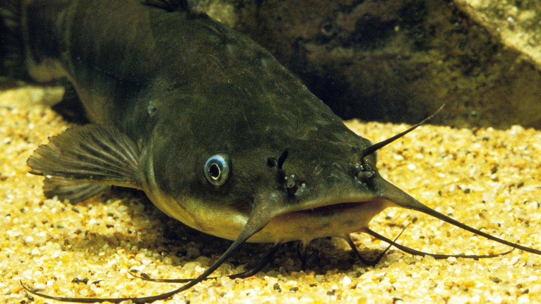 Pescan un siluro tan grande que las redes no dan crédito: no se veía uno así en el río Ebro desde hace décadas