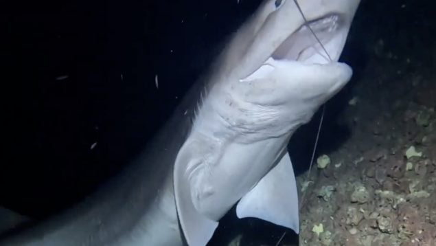 Tiburón cañabota, tiburón, animales, naturaleza