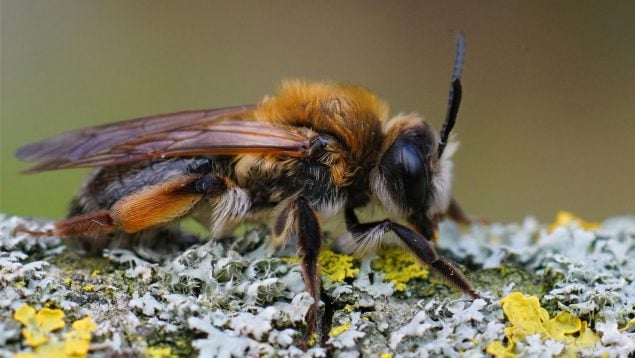 Abejorros, insectos, animales