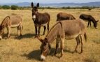 Burros, aves, naturaleza, curiosidades
