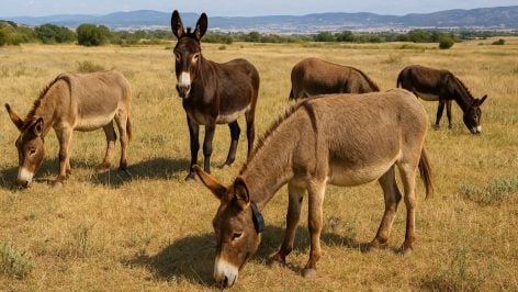 Recreación artística de burros con GPS.