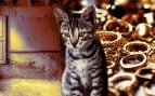 El gato ‘Pancho’: el ladrón de joyas que desconcertó al barrio de La Soledad, en Palma