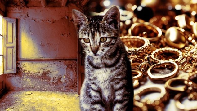El gato ‘Pancho’: el ladrón de joyas que desconcertó al barrio de La Soledad, en Palma