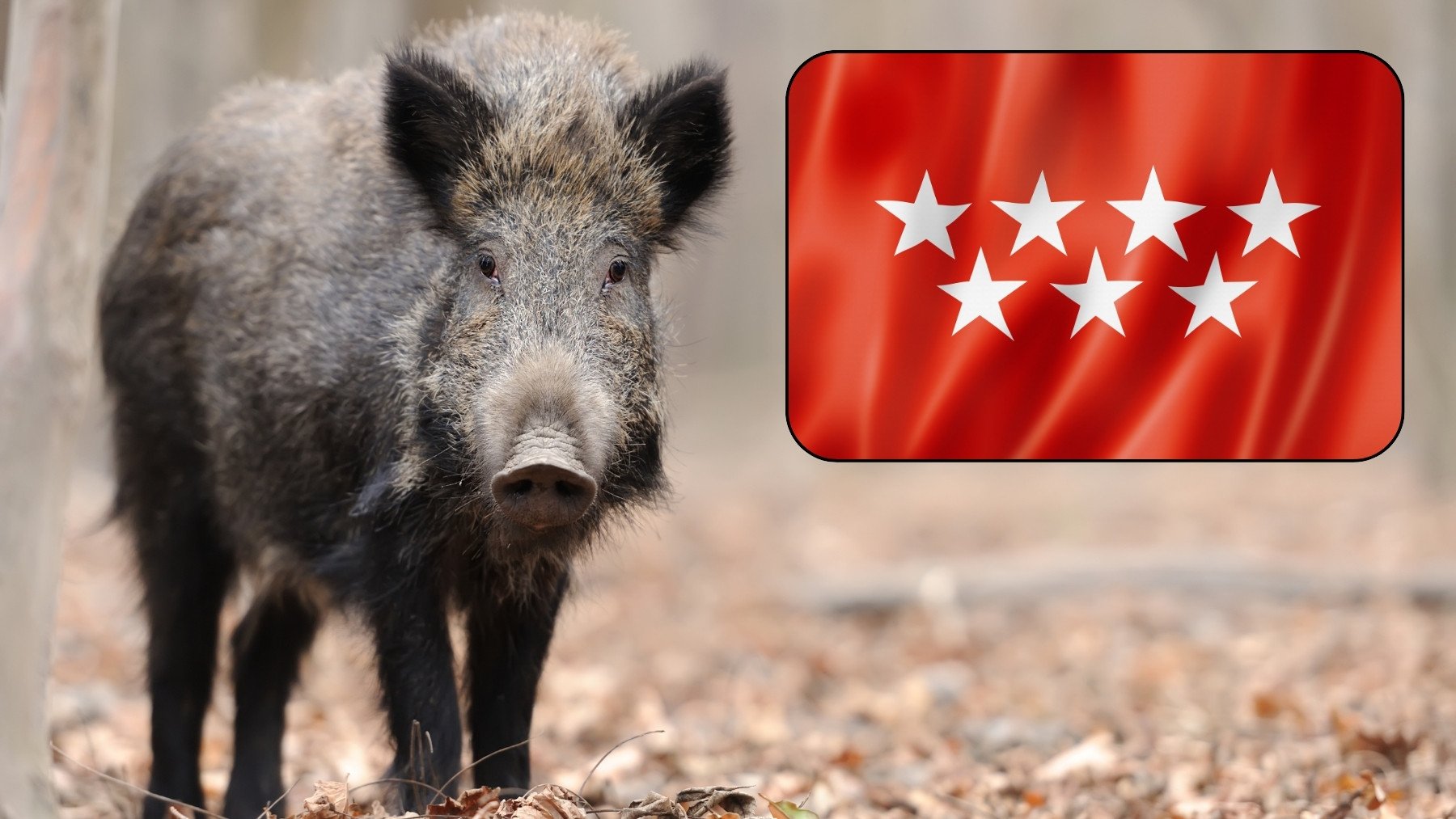 Giro radical en la caza de jabalí en Madrid: la normativa cambia y afecta a todos los cazadores