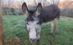 burro muerto atropello burros carretera Valldemosa UIB Palma