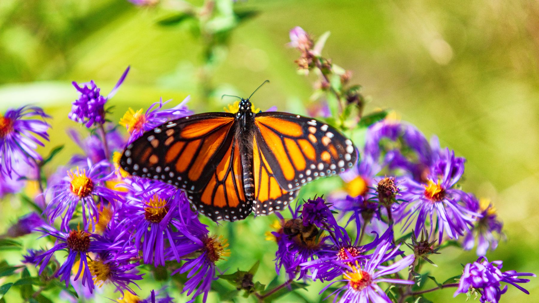 Las mariposas monarca son fácilmente identificables por sus alas naranjas con vetas negras y bordes moteados de blanco.