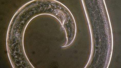 Bursaphelenchus xylophilus. Imagen: L.D. Dwinell, USDA Forest Service, Bugwood.org.