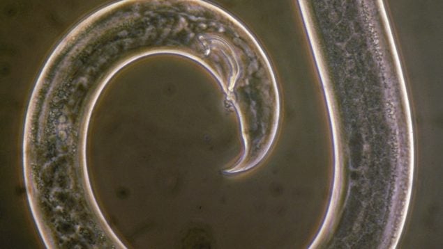 Bursaphelenchus xylophilus, parásito