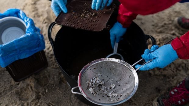 P&eacute;lets recogidos en Galicia. (Foto:Europa Press).