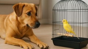 Mascotas, perro, pájaro, animales