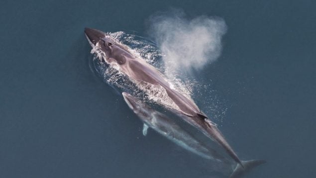 Ballena sei, animales, naturaleza