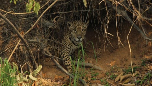 Banco imágenes Ampara