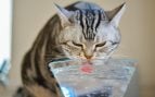 El gato bebe agua