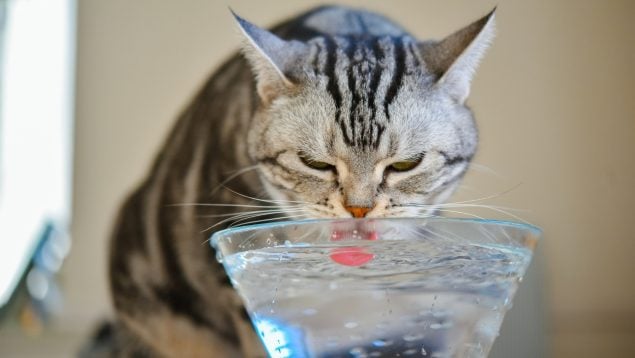 El gato bebe agua