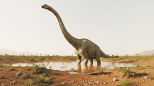 Colosal dinosaurio