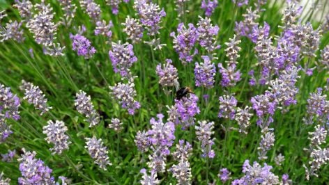 Lavanda. Foto: Freepik