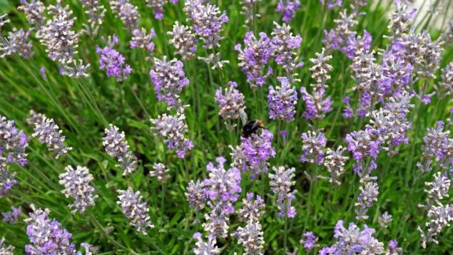 Plantas, insectos, roedores