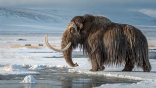 mamut, animales, descubrimiento