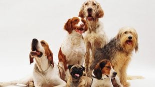 Perro, animales, mascotas