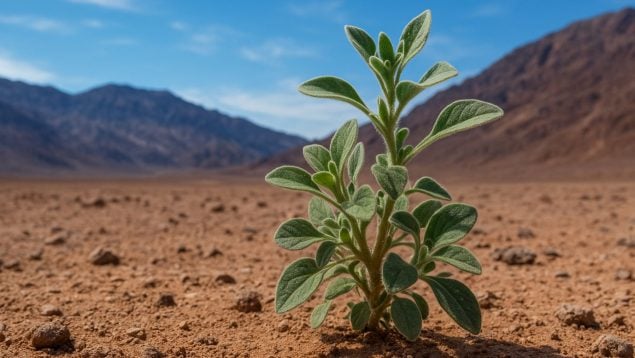 Planta, naturaleza, curiosidades