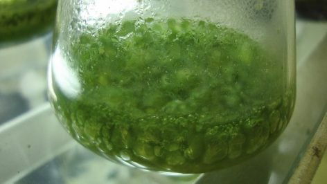 Recipiente con cianobacterias. Foto: Joydeep en Wikimedia Commons.