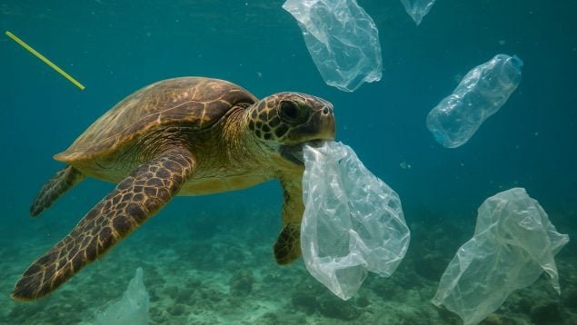 Fauna marina, naturaleza, curiosidades