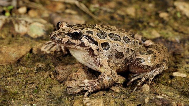 Sapillo pintojo, anfibios, animales, especies
