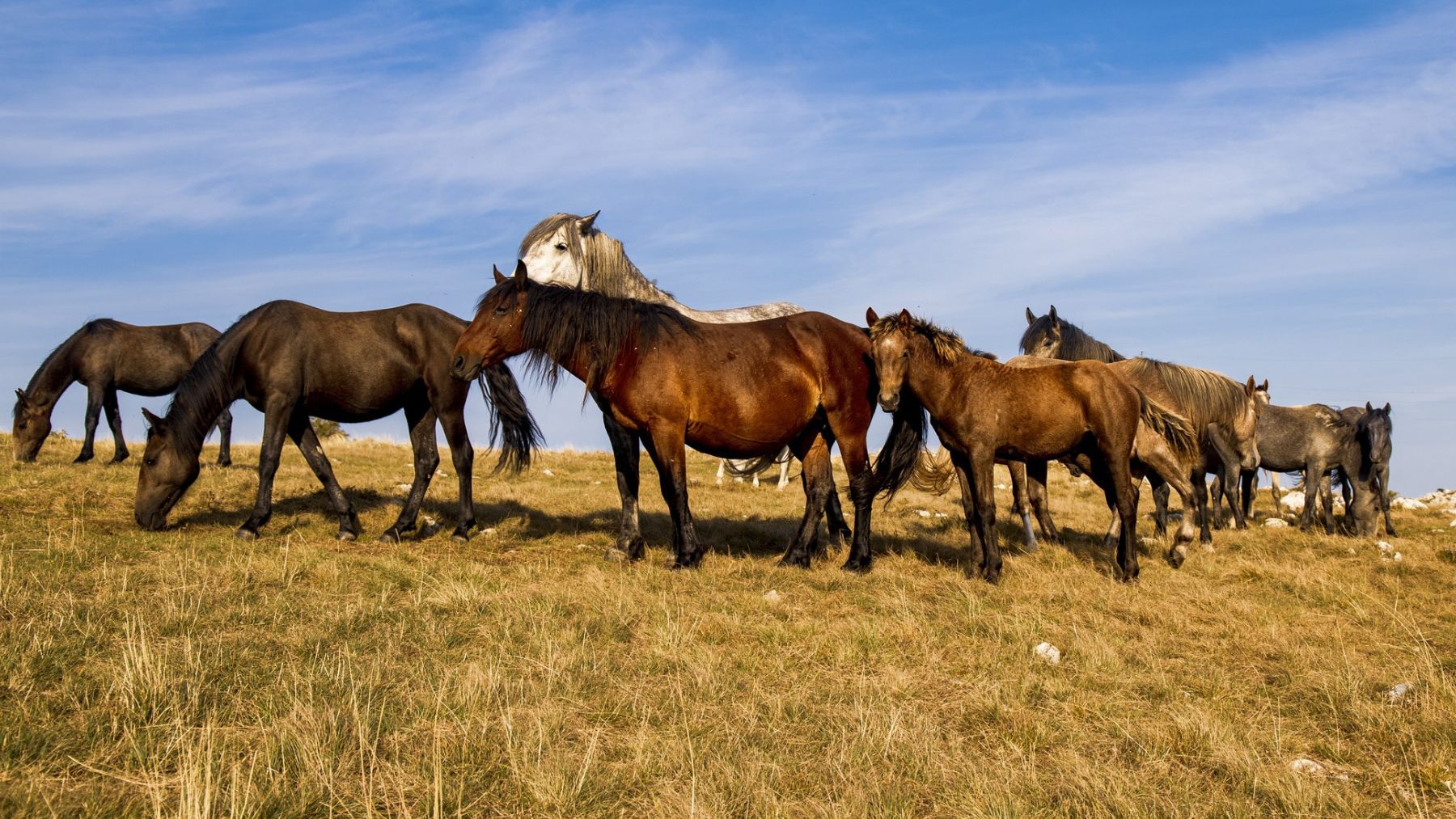 Un proyecto pionero reintroduce caballos semisalvajes en España para mejorar ecosistemas y prevenir incendios