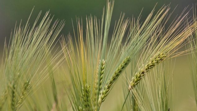 Plantas, flora, curiosidades