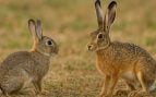Conejo, liebre, curiosidades, animales