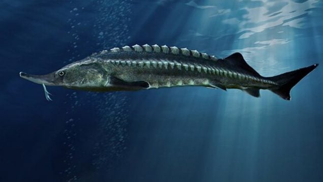 Pez, animal, mar, curiosidades