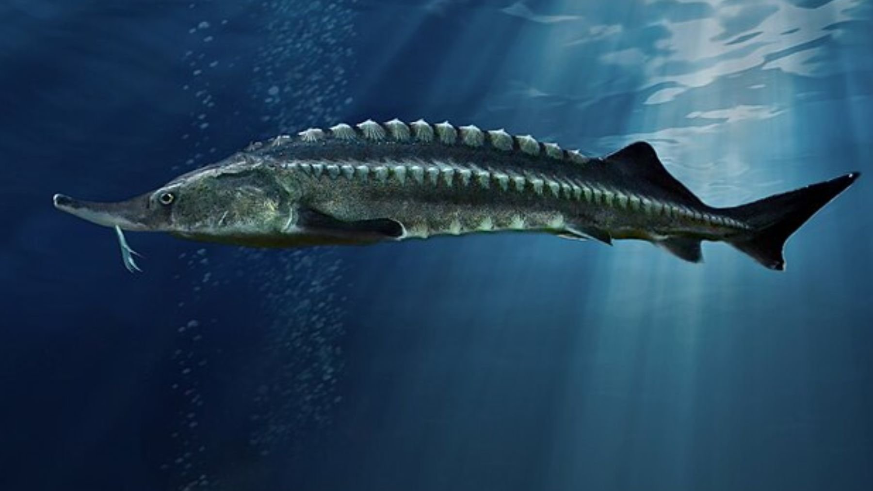 Sorpresón colosal entre los zoólogos: reaparece un pez gigantesco que se creía extinto desde hace 50 años