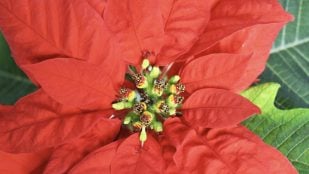 Primer plano de una flor de Pascua