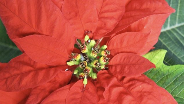 Primer plano de una flor de Pascua