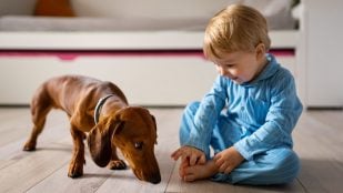 Mascotas, animales, curiosidades