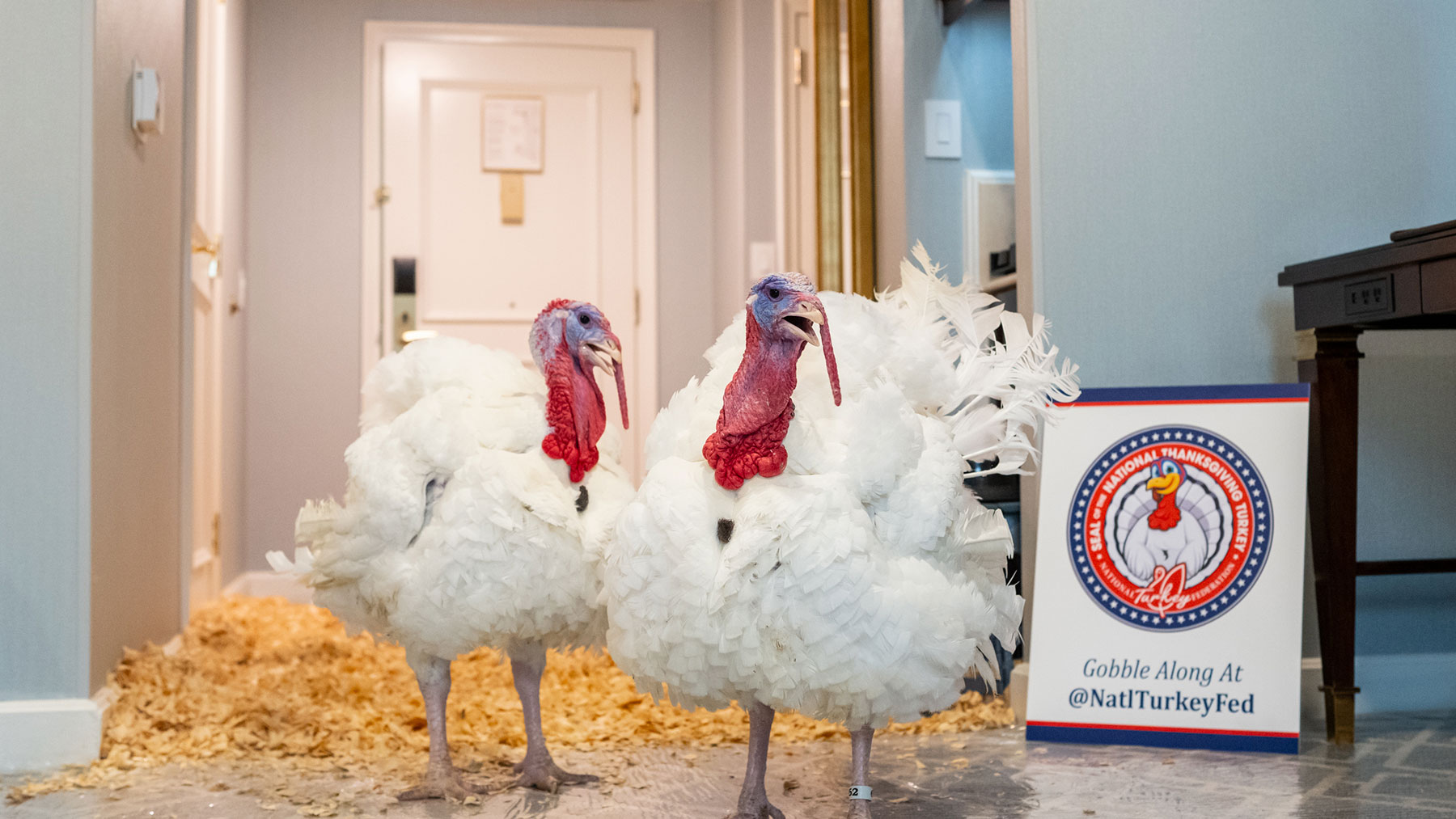 Trump indulta a los pavos Gobble y Waddle en Acción por Gracias: Vivirán en Carolina del Norte