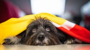 Perro, animales, mascotas