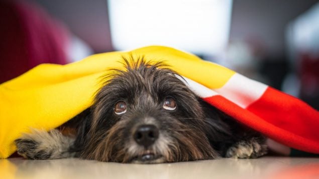 Perro, animales, mascotas