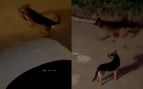 Tres perros salvajes provocan una matanza de gatos en el pueblo mallorquín de Sa Pobla