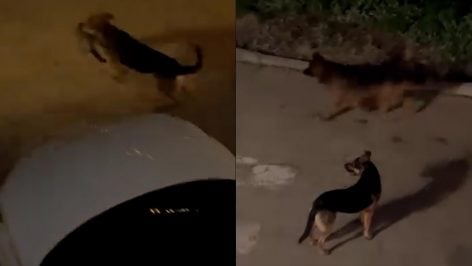 Imagen de los perros.