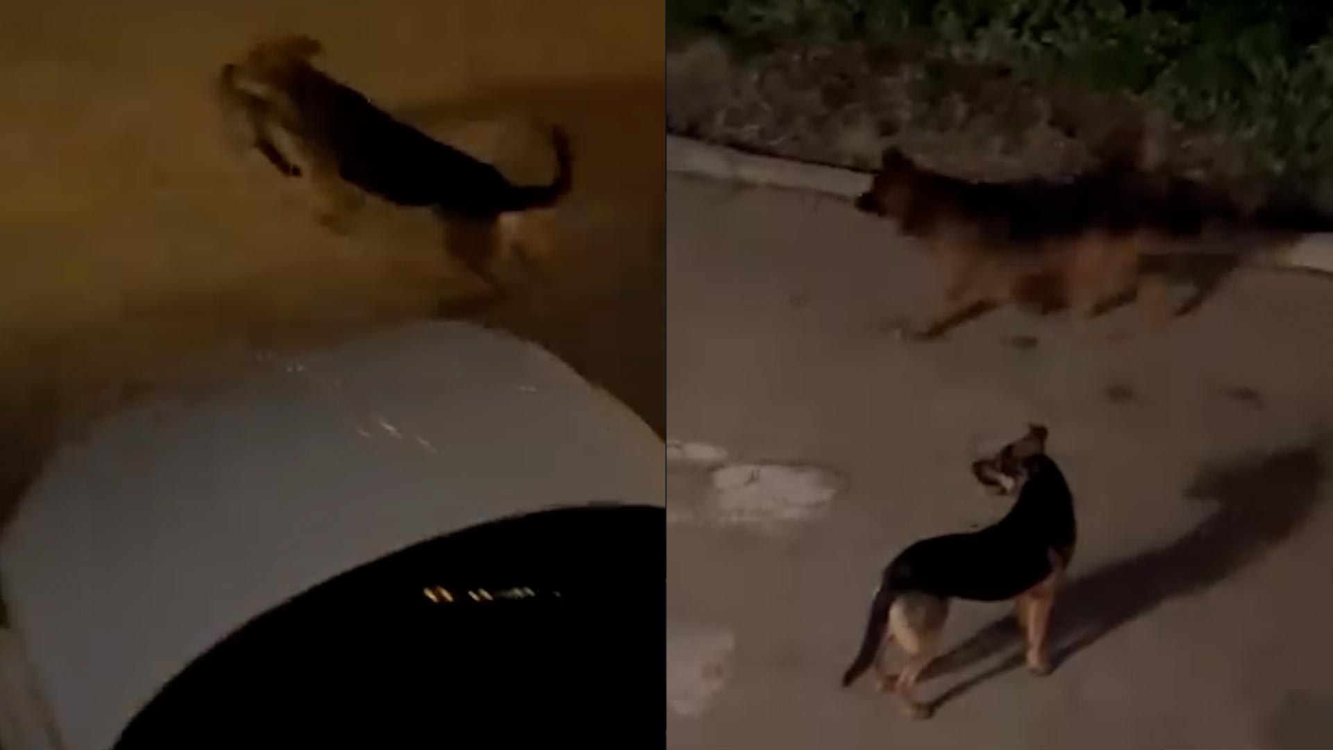 Imagen de los perros.