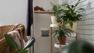 Planta, tradición china, Feng Shui, decoración