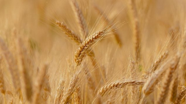 Hierba silvestre para salvar al trigo de sus plagas, tipo de trigo silvestre con resistencia a plagas, hierbas silvestres, trigo modificado genéticamente, fungicidas, hierba silvestre con resistencia a los hongos del trigo.